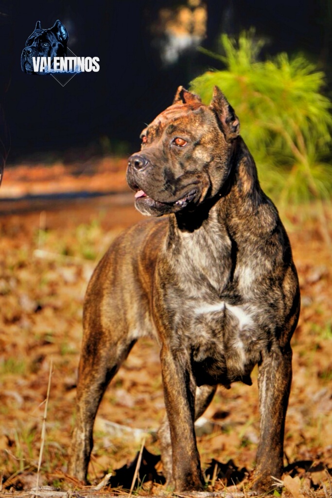 Cane corso barcelona shops x man